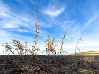 Burnt field of dry grass, summer fires