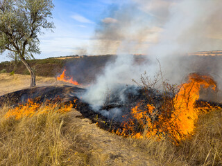 Dry grass burning, dry vegetation fire