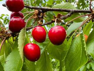 Ripe juicy cherry berries on a branch