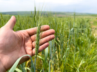 Green ears of wheat on a man's palm