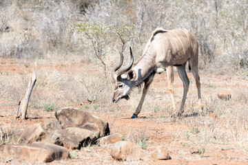 A photo of greater kudu