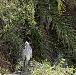 A photo of grey heron