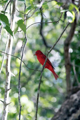 A photo of summer tanager