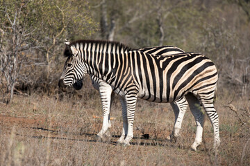 Fototapeta na wymiar A photo of Zebra