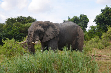 African Elephant in Kruger National Park, Mpumalanga, South Africa - 760793503