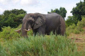 African Elephant in Kruger National Park, Mpumalanga, South Africa