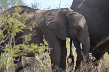 African elephant with her calf in Kruger National Park, Mpumalanga, South Africa