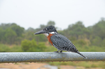 Giant Kingfisher in Kruger National Park, Mpumalanga, South Africa