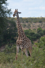 Giraffe in Kruger National Park, Mpumalanga, South Africa - 760793532