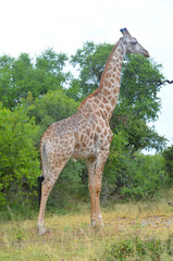 Giraffe in Kruger National Park, Mpumalanga, South Africa - 760793535