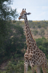 Giraffe in Kruger National Park, Mpumalanga, South Africa - 760793550