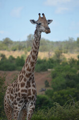 Giraffe in Kruger National Park, Mpumalanga, South Africa - 760793552
