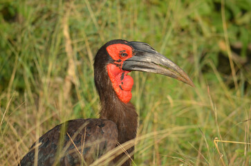 Southern Ground Hornbill in Kruger National Park, Mpumalanga, South Africa
