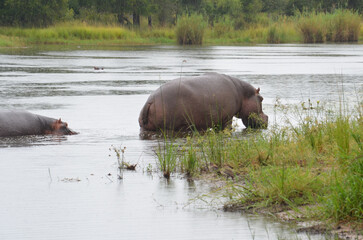 Hippopotamus in Kruger National Park, Mpumalanga, South Africa