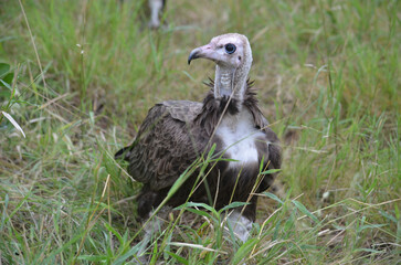 Hooded Vulture in Kruger National Park, Mpumalanga, South Africa