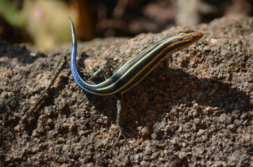 Rainbow Skink in Kruger National Park, Mpumalanga, South Africa - 760793712