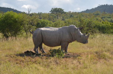 Rhinoceros in Kruger National Park, Mpumalanga, South Africa - 760793718
