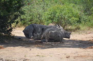 Rhinoceros in Kruger National Park, Mpumalanga, South Africa - 760793725