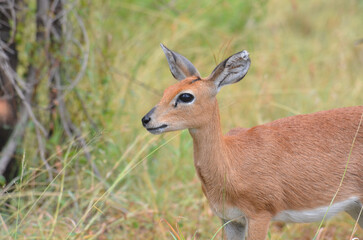 Steenbok in Kruger National Park, Mpumalanga, South Africa - 760793736