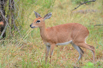 Steenbok in Kruger National Park, Mpumalanga, South Africa - 760793738