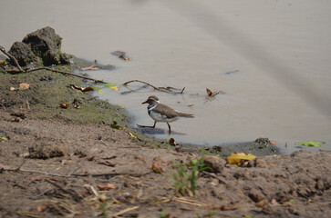 Threebanded Plover in Kruger National Park, Mpumalanga, South Africa - 760793739