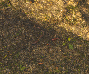 Insect and worm pupa
