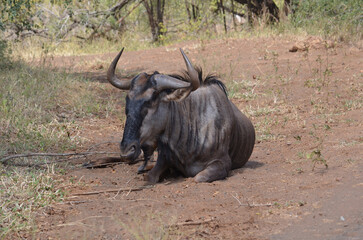 Blue Wildebeest in Kruger National Park, Mpumalanga, South Africa