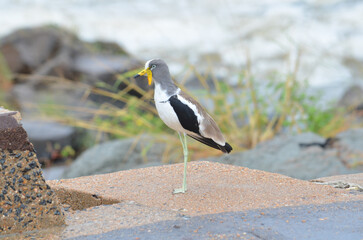 Whitecrowned Lapwing in Kruger National Park, Mpumalanga, South Africa - 760793788