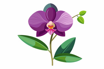  Orchid flower with stem and dark green leaves, vector art illustration