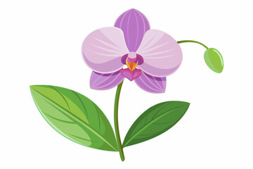 Fototapeta na wymiar Orchid flower with stem and dark green leaves, vector art illustration