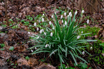 White blooming snowdrops. First spring forest flowers	