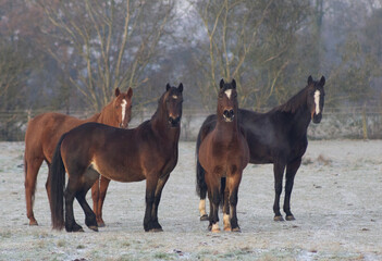 Welsh cob section D bay horse herd with a retired chestnut mare huddled together in the middle of their field on a cold frosty morning
