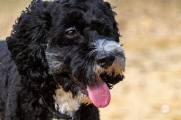 Close up portrait of a black cockapoo on a beach during a summers day