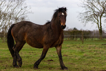 Welsh cob section D bay horse walking around her field on a cold wet morning