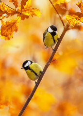 two tit birds sitting on a tree branch with golden leaves in the autumn sunny park - 760795133