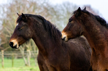 Two Greenwing welsh cob section D bay horses both looking to the left of the camera in their field on a Norfolk farm