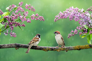 birds sparrows sit in the spring garden in the rain among the flowering branches of lilac