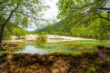 Huanglong colorful pond and spruce trees in Sichuan, China