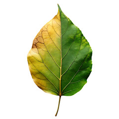Obraz premium leaf transparent psd