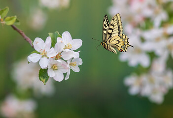 cute little swallowtail butterfly flies among the white flowers of the apple tree in the spring sunny garden