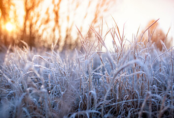 natural landscape with frost on the grass on a sunny frosty autumn morning - 760795393