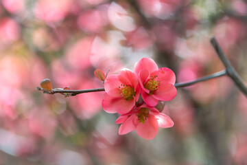 Pink flowers of Japanese quince in the spring. Blur effect with shallow depth of field - 760795539