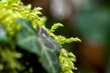 Macro of blooming moola in a forest with many details