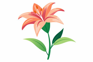  Lily flower with stem and dark green leaves, vector art illustration