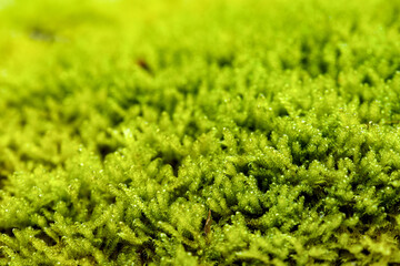 Macro of blooming moola in a forest with many details