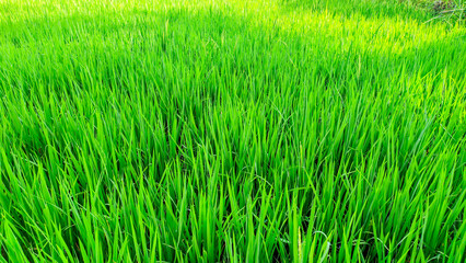 Close up view of super green and fresh rice plants in Indonesian rice fields