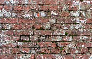 Texture of old weathered dirty red brick wall with lime spots