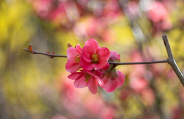 Pink flowers of Japanese quince in the spring. Blur effect with shallow depth of field - 760796915
