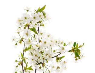 Branch of blooming cherry. - 760796959