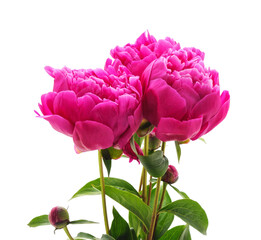 Bouquet of pink peonies. - 760796963